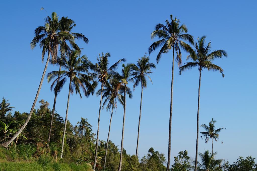 Lafyu Bali Hotel Singaraja Exterior foto